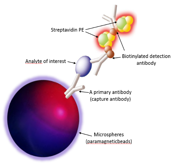 The Luminex FLEXMAP 3D® System A Multiplexed Analytical Platform for
