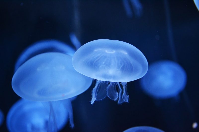 Bluebottle Jellyfish • LITFL • Toxinology Library