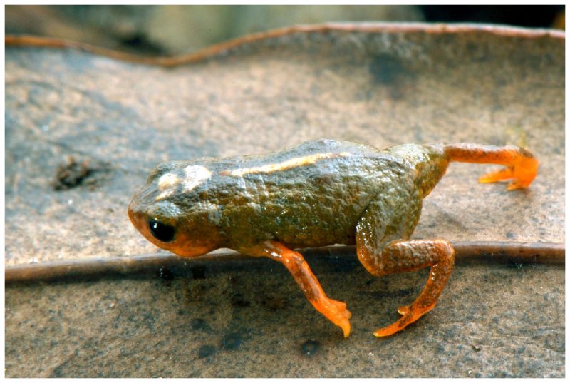 Miniature frogs set record as first vertebrates to lose the ability to  balance – UF ICBR